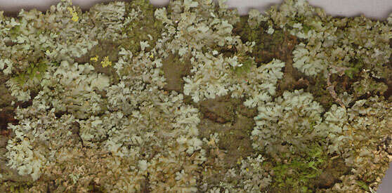 Image of wreath lichen