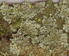 Image of wreath lichen