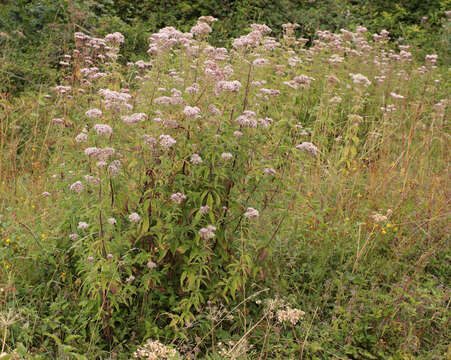 Image of hemp agrimony