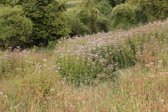 Image of hemp agrimony