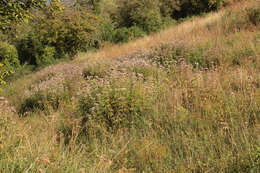 Image of hemp agrimony