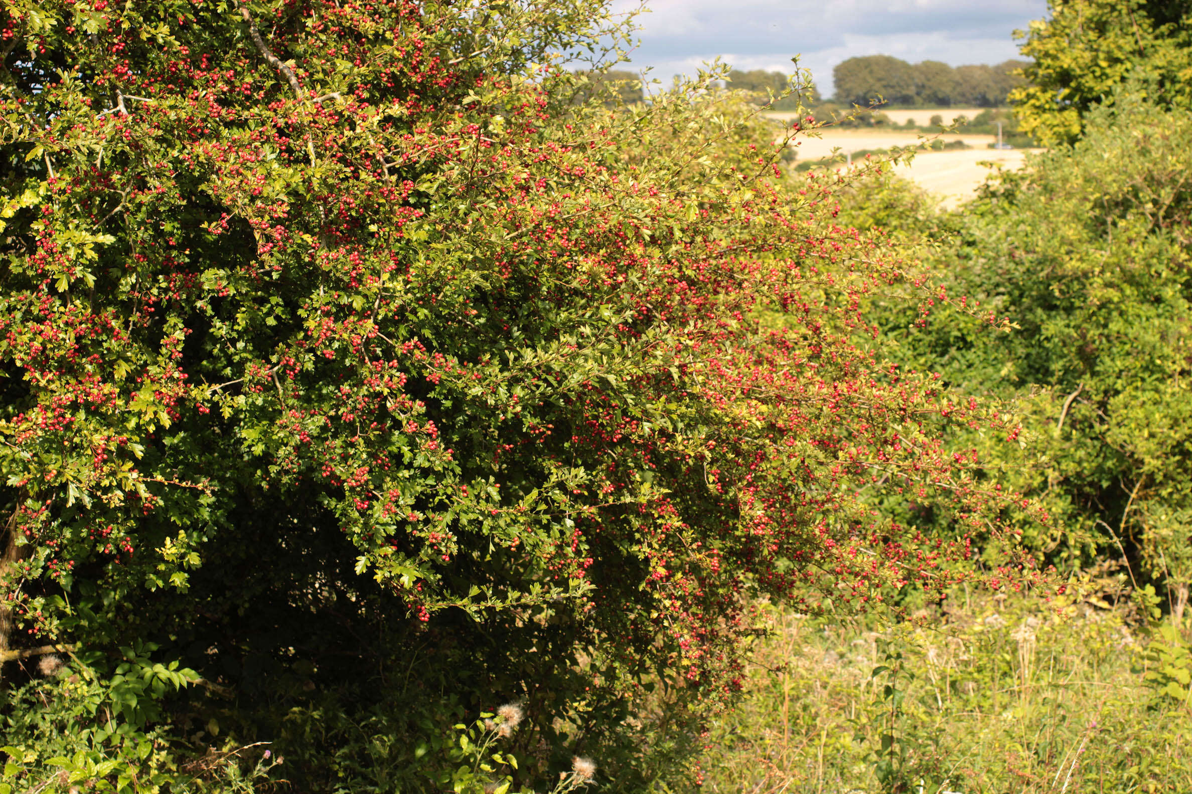 Image of Common Hawthorn