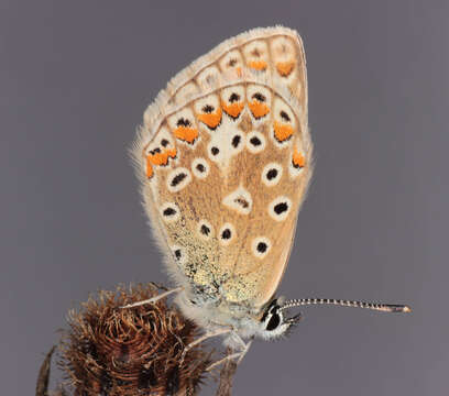 Image of common blue