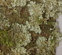 Image of wreath lichen