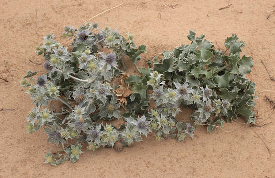 Eryngium maritimum L. resmi