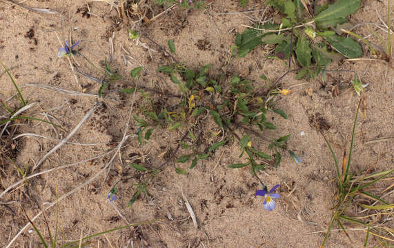 Image of Viola tricolor subsp. curtisii (E. Forster) Syme