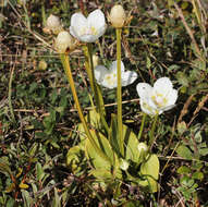 Image of Parnassia palustris var. condensata