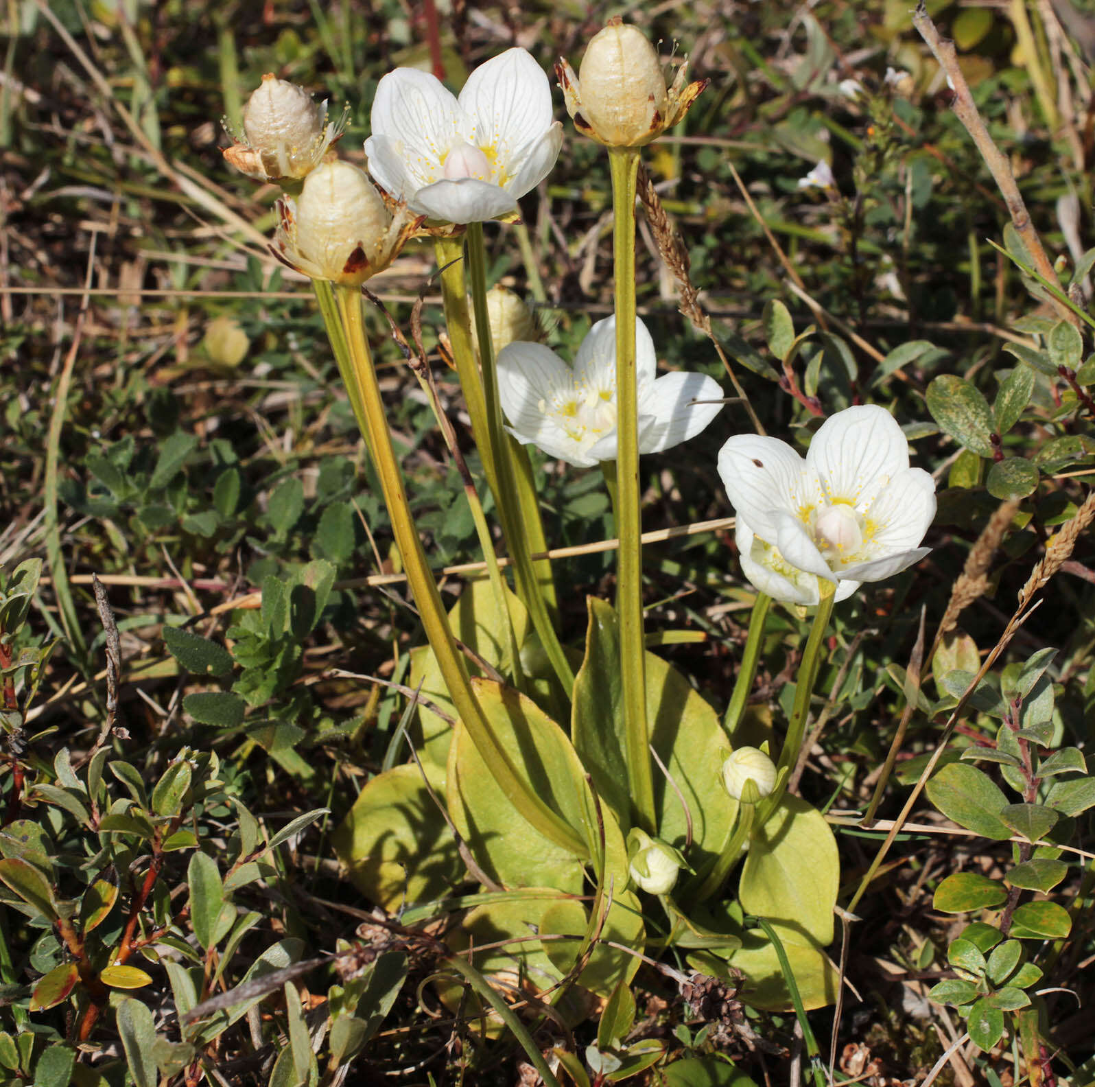Image of Parnassia palustris var. condensata