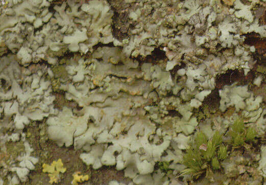 Image of wreath lichen