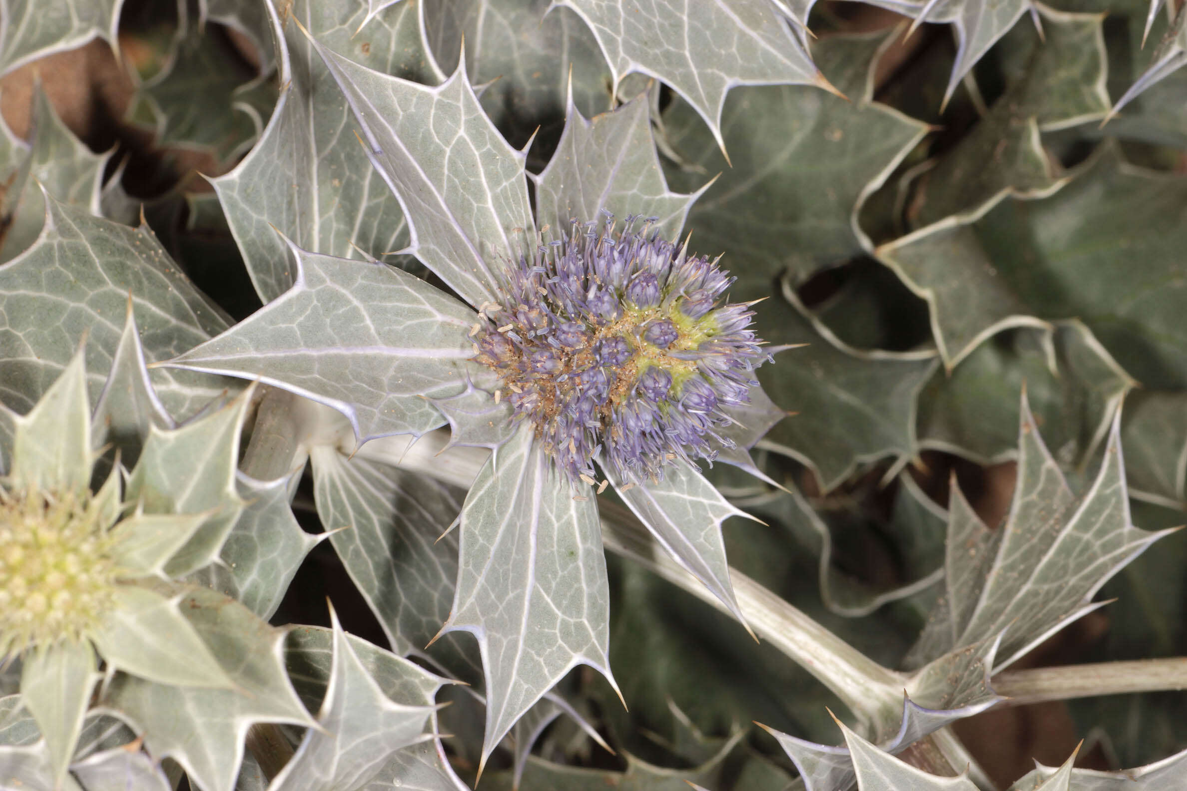 Image of sea-holly
