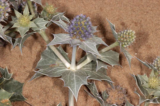 Eryngium maritimum L. resmi