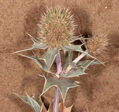 Eryngium maritimum L. resmi