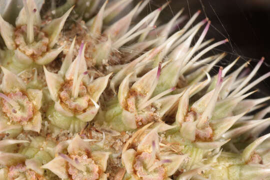 Imagem de Eryngium maritimum L.