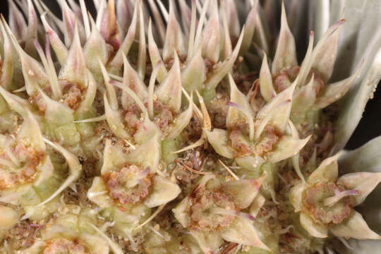 Eryngium maritimum L. resmi