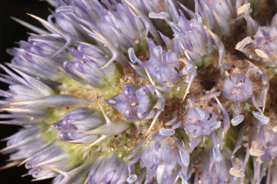 Image of sea-holly