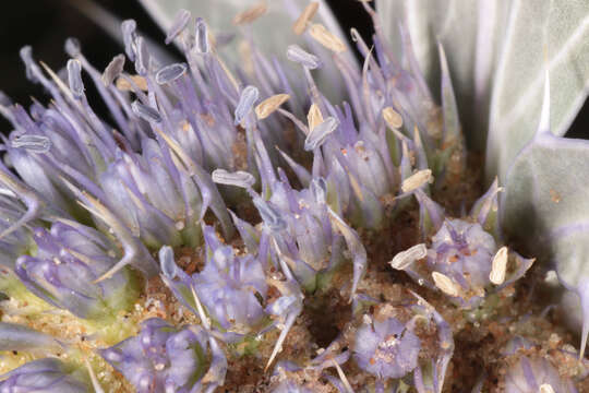 Image of sea-holly