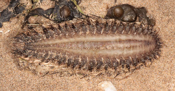 Image of Sea mouse