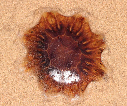 Image of Lion's Mane Jellyfish