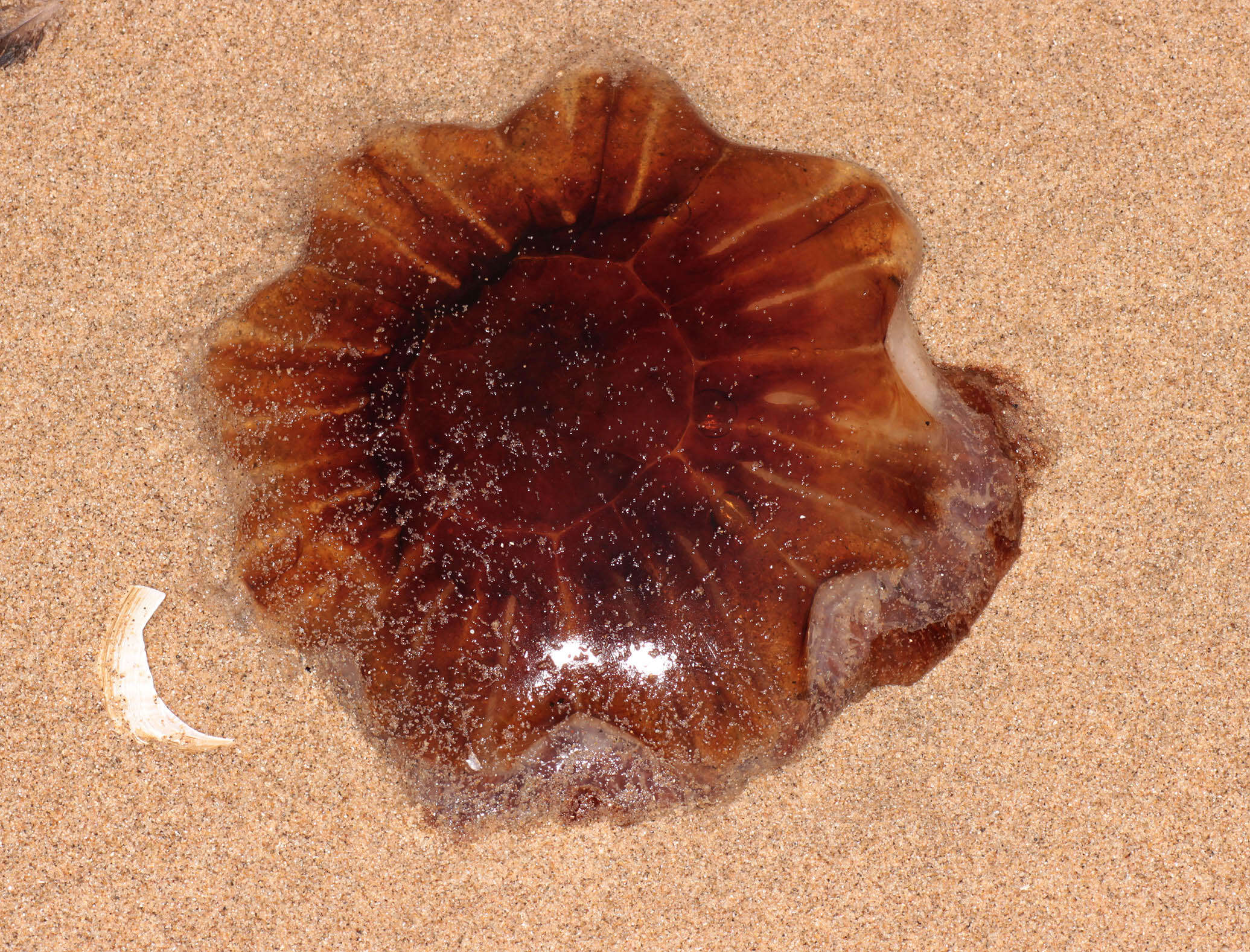 Image of Lion's Mane Jellyfish