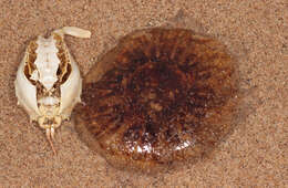 Image of Lion's Mane Jellyfish