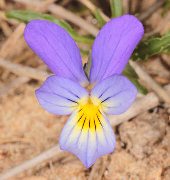 Image of Viola tricolor subsp. curtisii (E. Forster) Syme