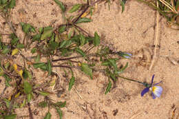 Image of Viola tricolor subsp. curtisii (E. Forster) Syme