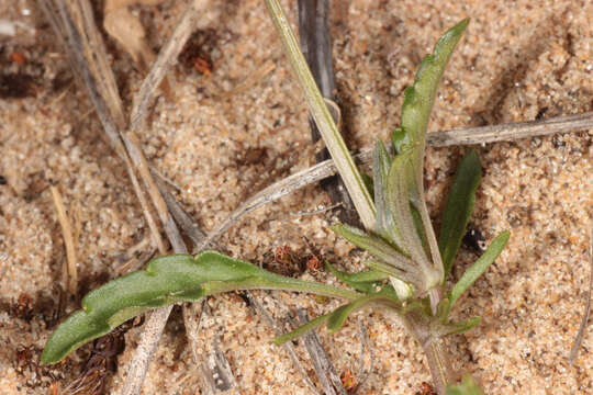 Image of Viola tricolor subsp. curtisii (E. Forster) Syme