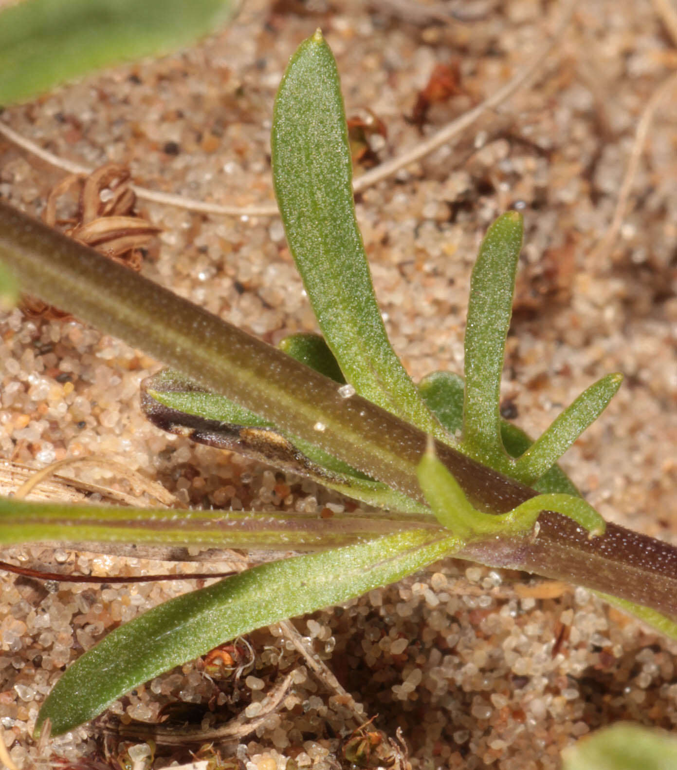 Image of Viola tricolor subsp. curtisii (E. Forster) Syme