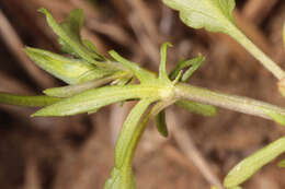 Image of Viola tricolor subsp. curtisii (E. Forster) Syme