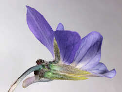 Image of Viola tricolor subsp. curtisii (E. Forster) Syme