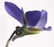 Image of Viola tricolor subsp. curtisii (E. Forster) Syme