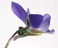 Image of Viola tricolor subsp. curtisii (E. Forster) Syme