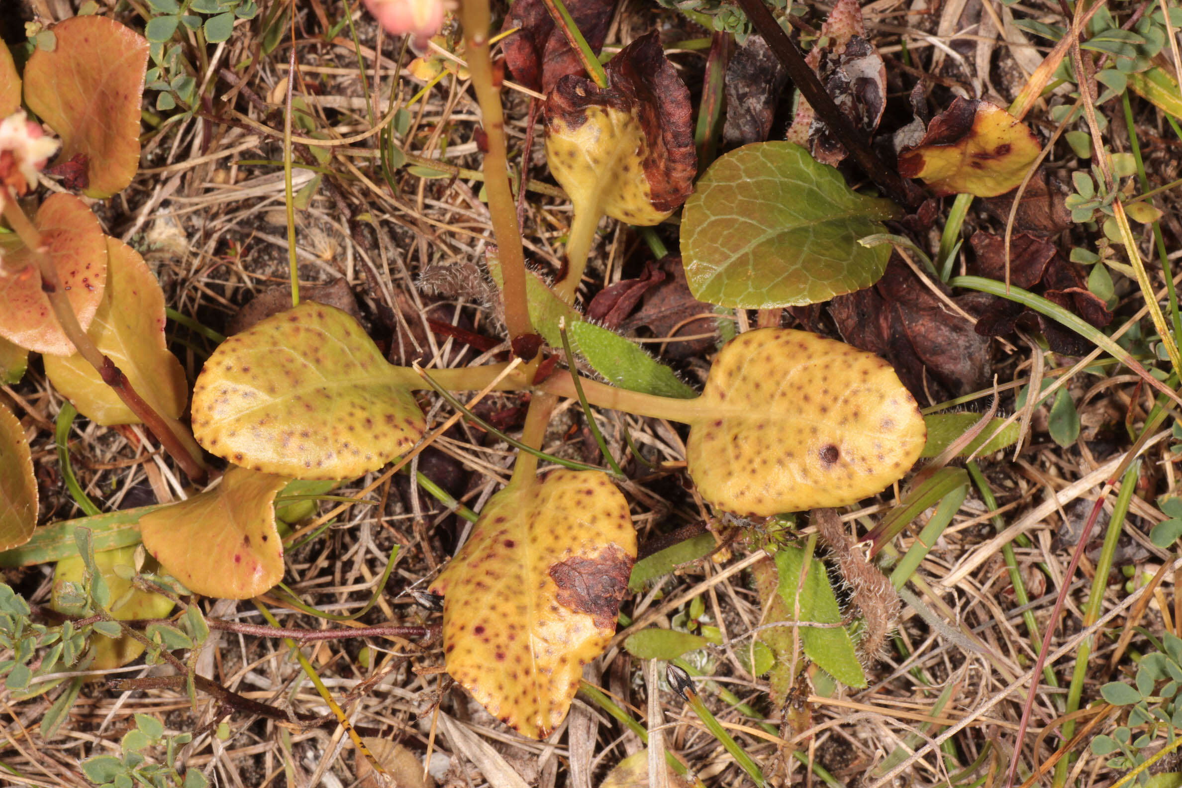 Image of Chrysomyxa pyrolae Rostr. 1881