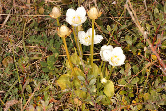 Image of Parnassia palustris var. condensata