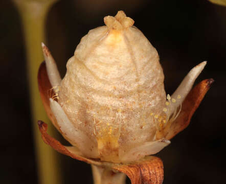 Image of Parnassia palustris var. condensata