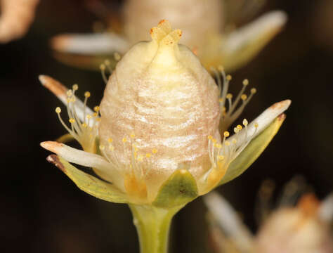 Image of Parnassia palustris var. condensata