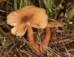 Image of Marsh Honey Fungus