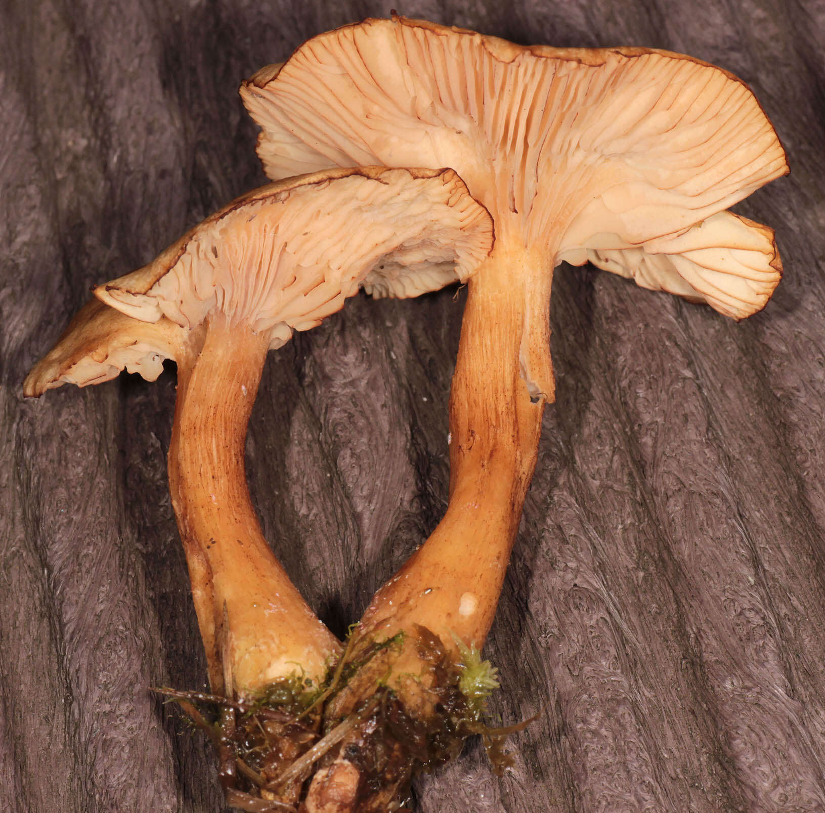 Image of Marsh Honey Fungus