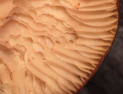 Image of Marsh Honey Fungus