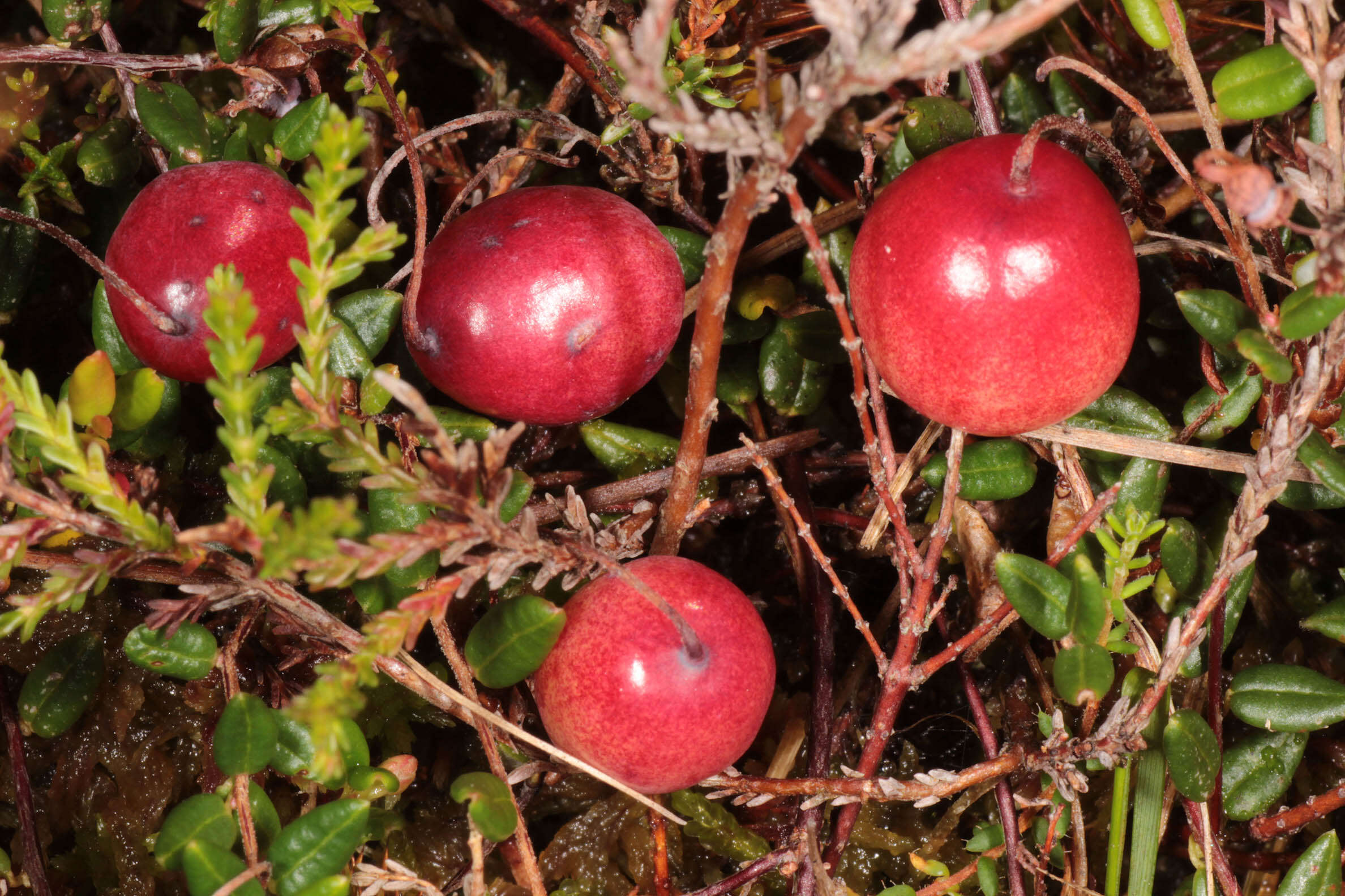 红莓苔子的圖片