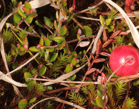 Image of Bog Cranberry