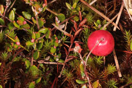 Image of Bog Cranberry