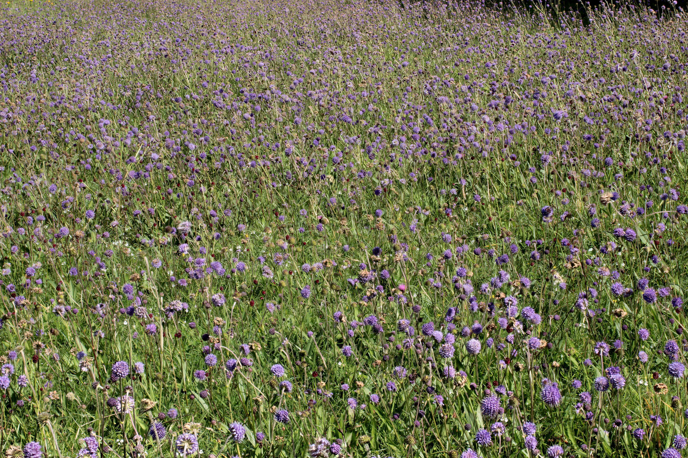 Image of Devil’s Bit Scabious