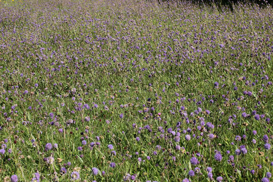 Image of Devil’s Bit Scabious