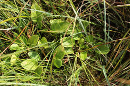 Image of marsh valerian