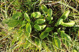 Image of marsh valerian