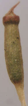 Image of tetraphis moss