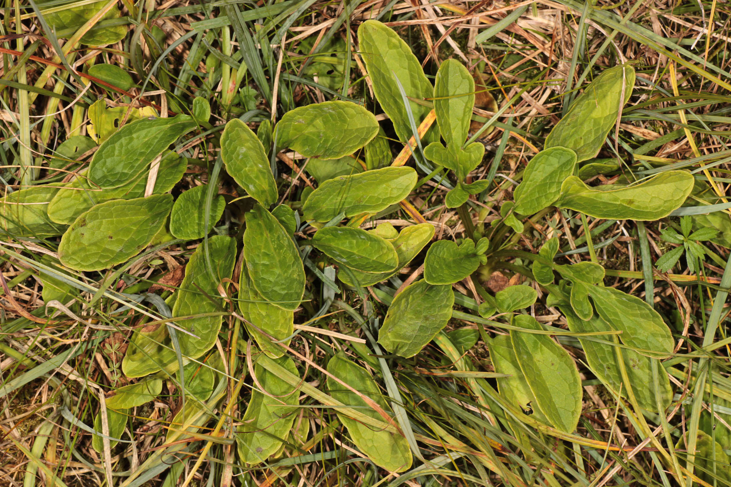 Image of marsh valerian