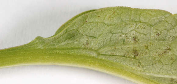 Image of marsh valerian