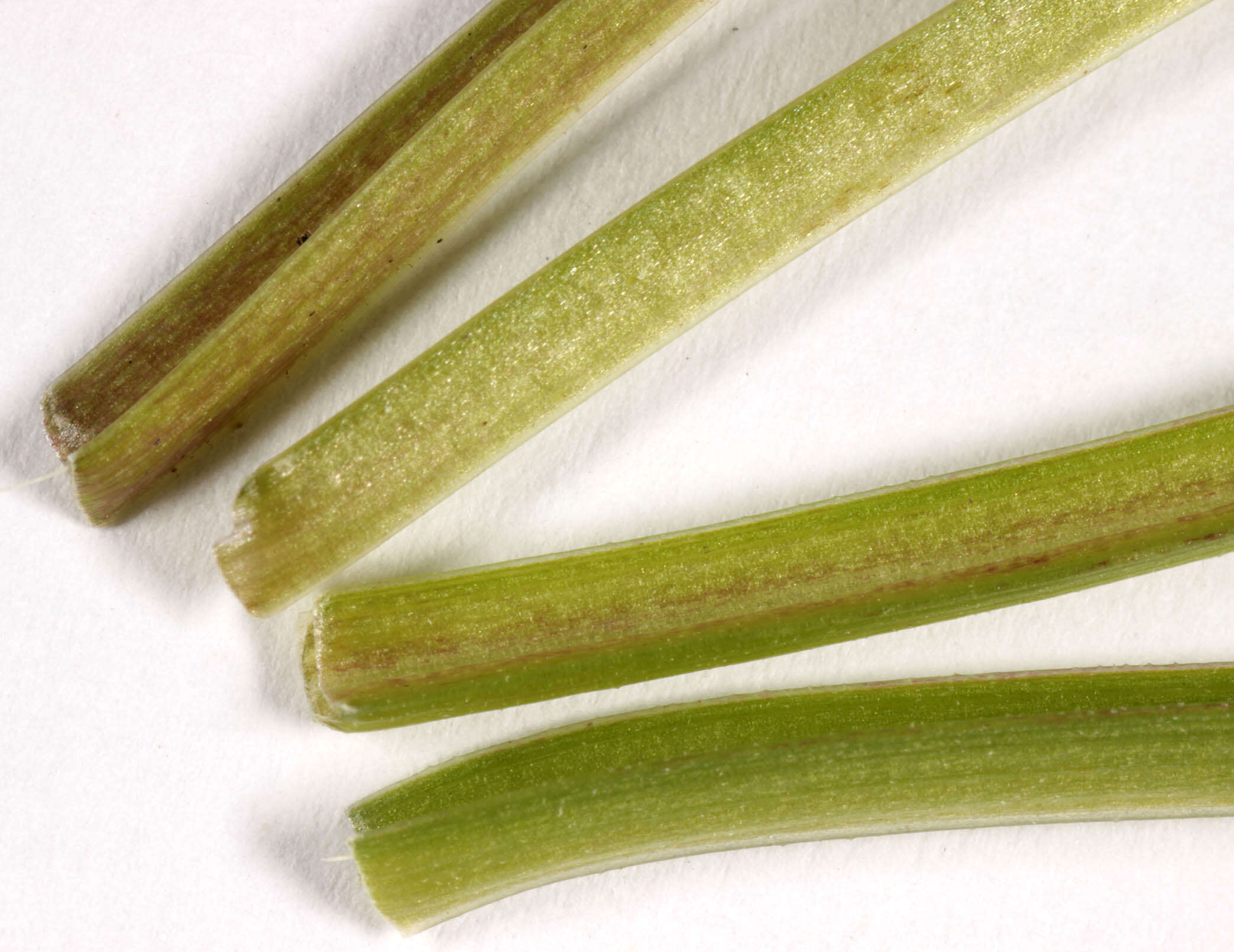 Image of marsh valerian